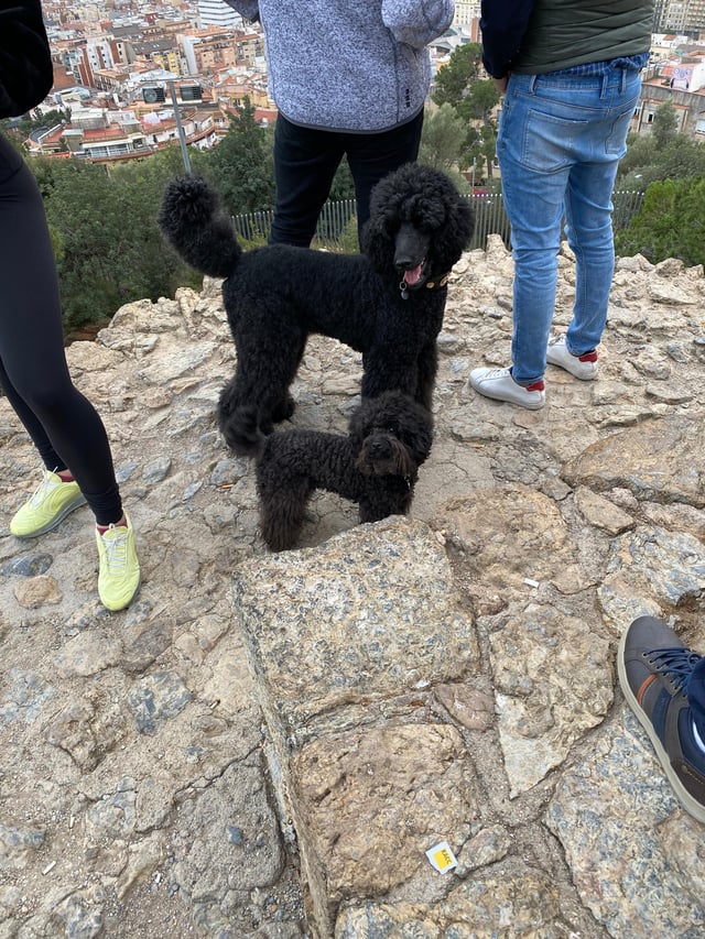 CAPAStudyAbroad_Spring 2020_Barcelona_Nina Vrtjak_Dogs staying close to their owners at Park Güell.jpeg