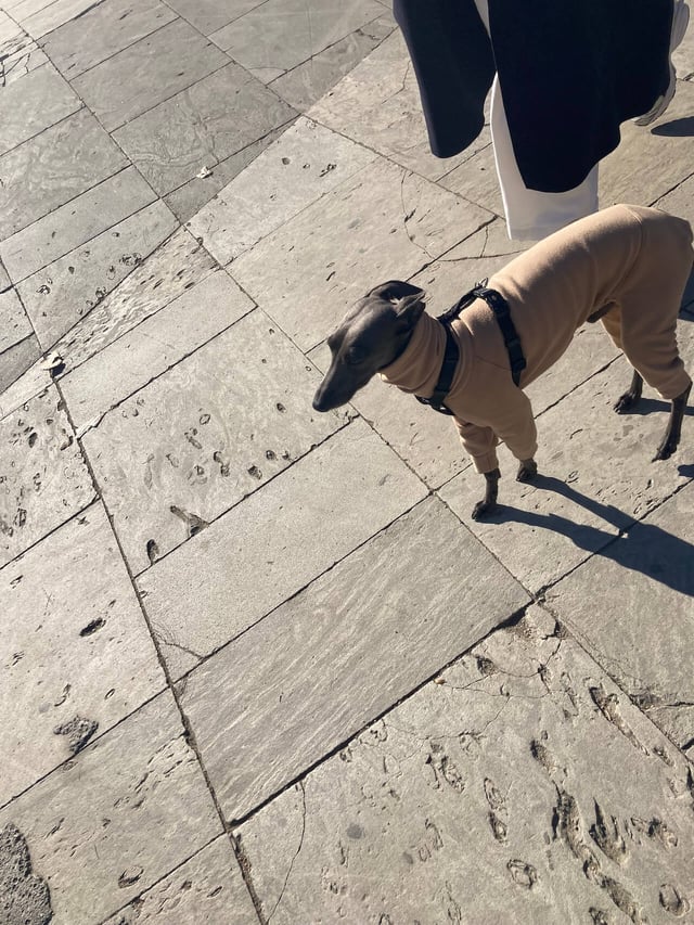 Dog in turtleneck in Barcelona
