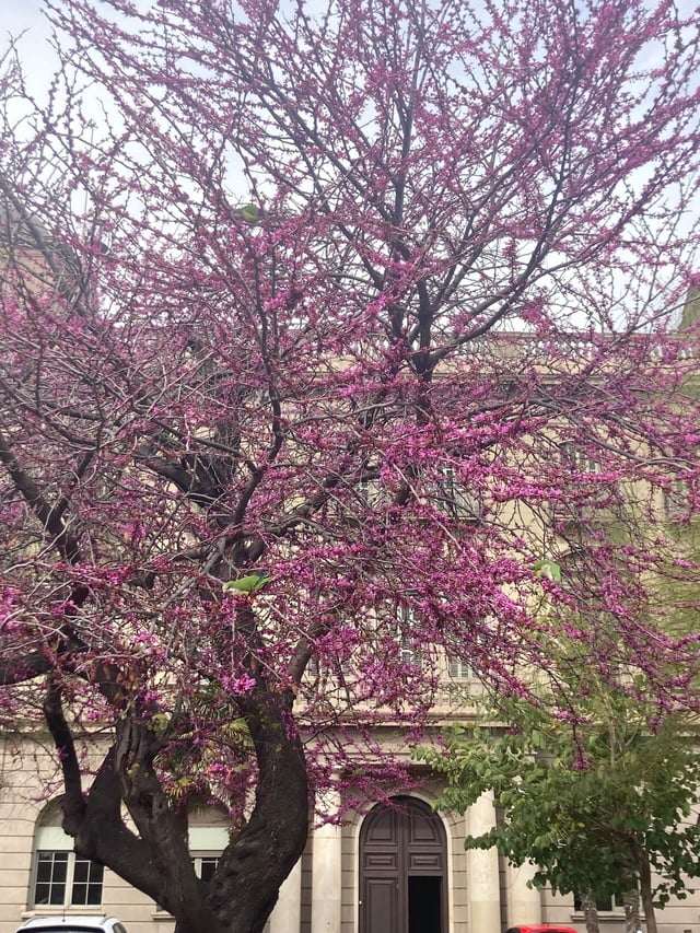 Spring flowers blooming on trees in Barcelona