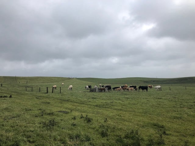 Cows on a field in west Ireland