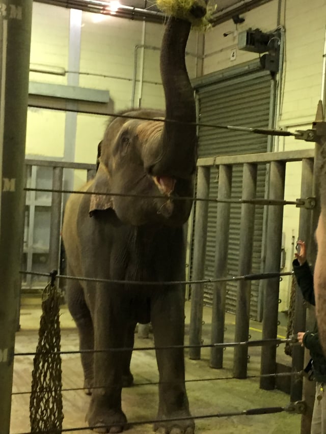 Elephant at Taronga Zoo