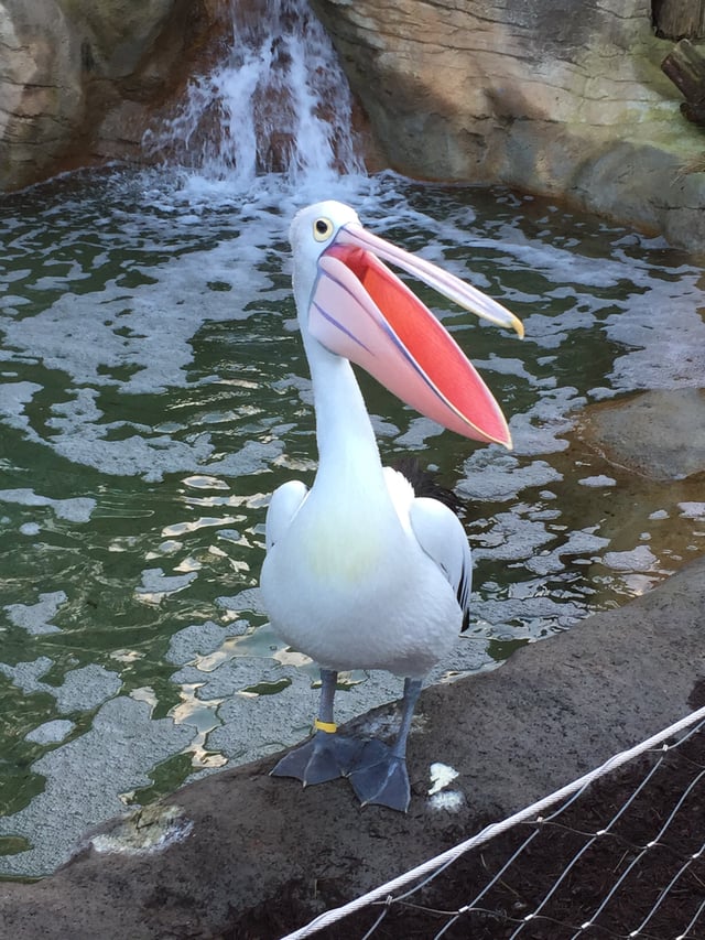 Pelican from Taronga Zoo