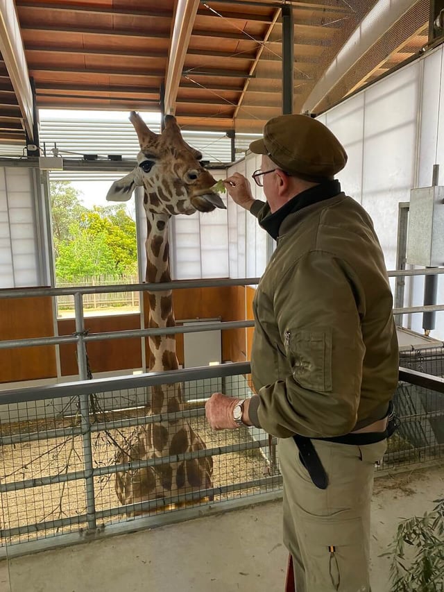 Zookeeper feeding giraffe